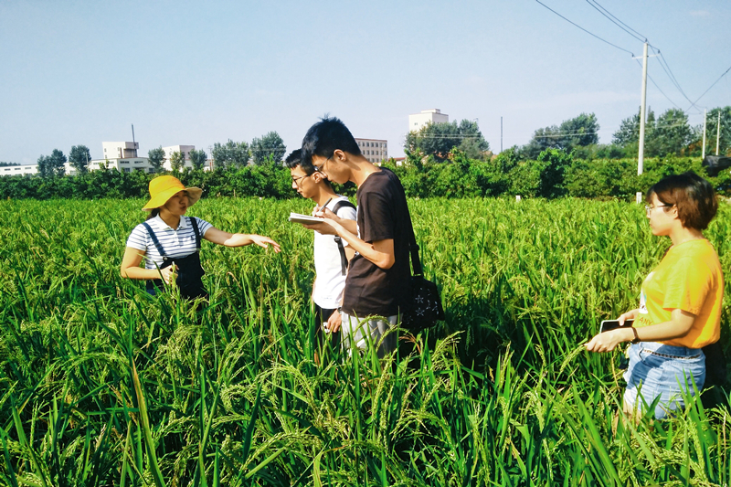 调研团队查看江汪庄村旱稻长势.jpg 调研团队查看江汪庄村旱稻长势.jpg